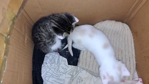 Baby kittens play with each other. Can't get enough of looking at these kittens