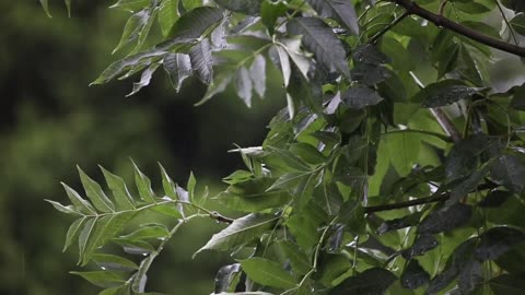 Rain & Thunderstorm Sounds, Nature & Rain Sounds to Relax, Meditate, Study & Fall Asleep