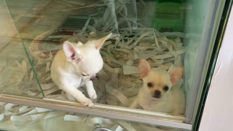 Two Cute Chihuahua Puppies