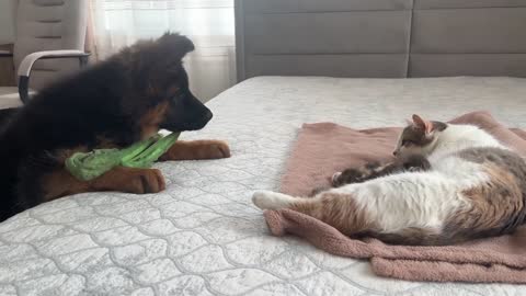 German Shepherd Puppy Meets Mom Cat with Newborn Kittens for the First Time