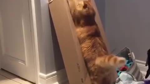 What's in there, wait, wait no! 😹