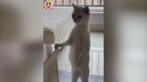 Funny animals 2021 - Cute dogs and cats doing funny things