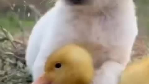 Friendship of careing puppy and duckling❤❤❤