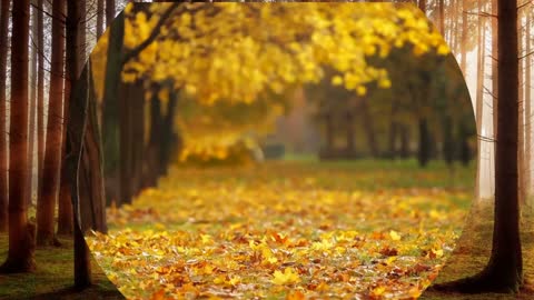 Autumn Breezes, Original Harp Solo by Cindy Blevins