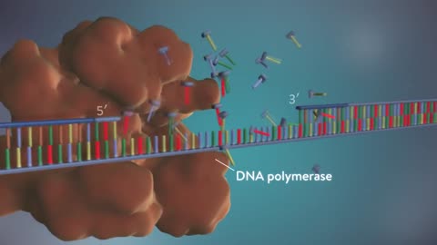 DNA replication - 3D