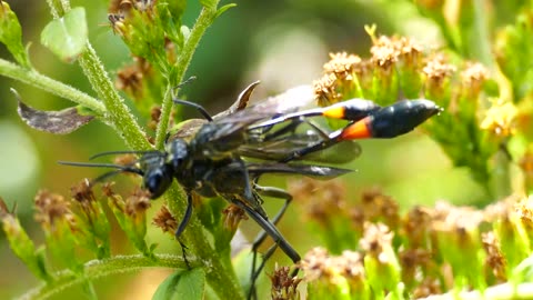 Macro insects