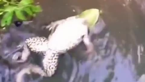 frog swimming upside down