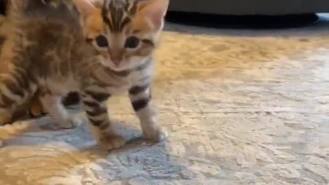 Best Funny Animal Videos 2022 #CutePets #funnyanimal #funnycat