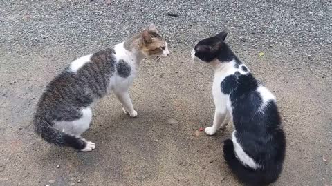 Cats Fighting with sound - Exclusive Video (Play with full sound