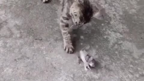 the mouse dances in front of the cat so it can escape