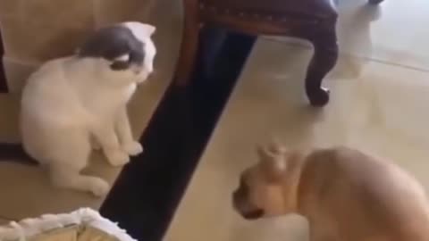 Cats and Dogs Funny moments