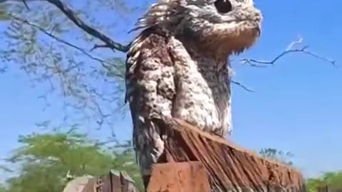 The Appearance Of A Potoo Bird