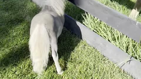 Tubby the Dwarf Mini Horse Prances Near Sailor the Horse