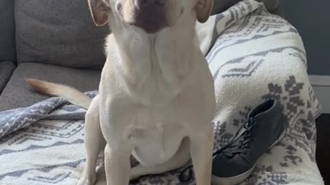 Rudee the Lab Has no Regrets About Chewing Shoe