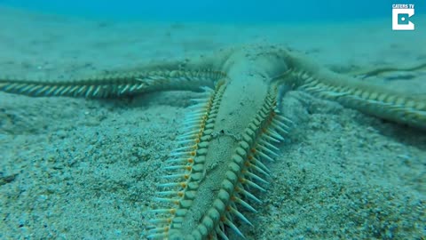 Starfish With Feet Walks Along Seabed