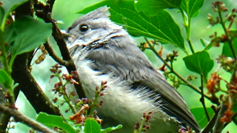 Tufted Titmouse