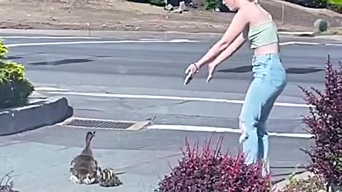 Ducks cross the road with baby ducks