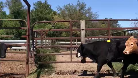 Weaned steers