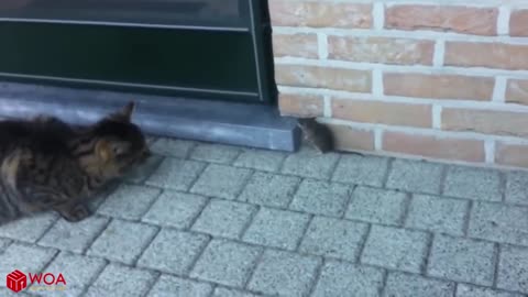 Funny Cats Vs Mouse- Tom and Jerry Real Life