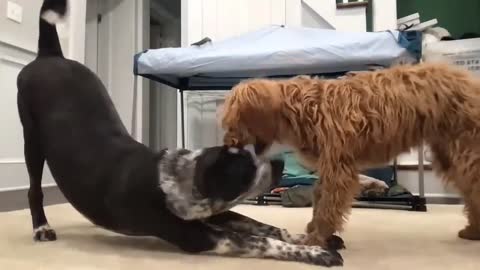 Yoga Dog Does Yoga Dog Things