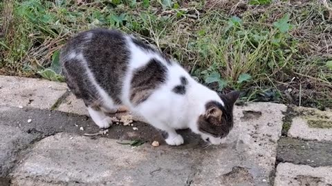 Cute and beautiful street cat.