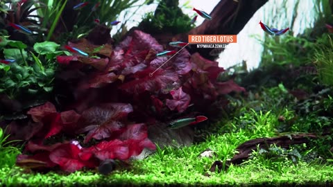 One Of The Best Nature Style Planted Aquarium.mp4