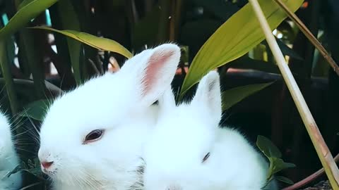 les lapins ont mange les feuilles- the rabbits ate the leaves