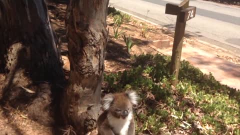 Koala Gets Kicked Out Of Tree and Cries!