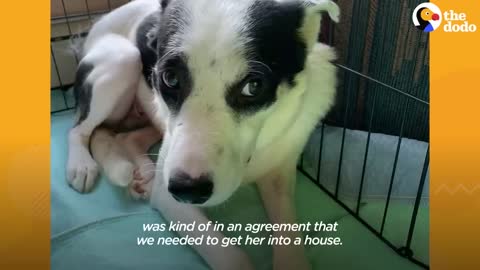 Rescue Dog Hides In The Bathroom For 12 Days _ The Dodo