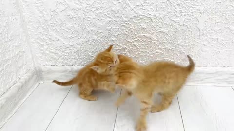 Kittens fighting - mother cat punishes her kittens