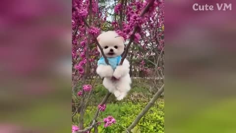 Cute Pomeranian Puppies Doing Funny | Cute and Funny Dogs