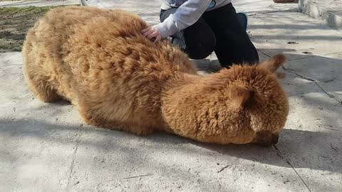 Brushing an alpaca