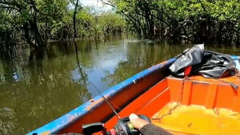 casting snakehead fish in the Big River, the way to eat it is surprising!