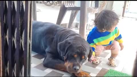 jealous dog | Happy marriage anniversary mammy papa | jealous dog video