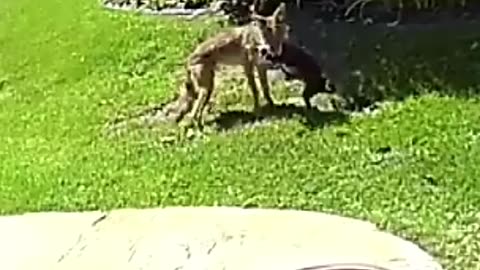 Airhorn Saves TINY Chihuahua From COYOTE