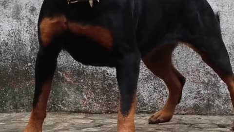 Angry Rottweiler