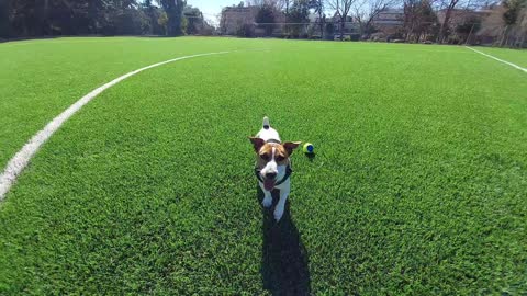 Fun times at the field! 🐶⚾️