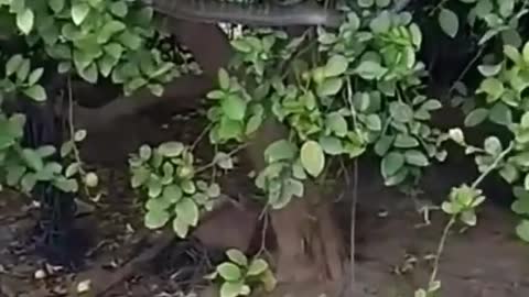 Mongoose Vs Snake