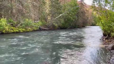 Fly Fishing Alaska Rainbow Trout with @Fish Hawk