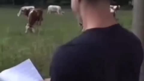 The cow whisperer