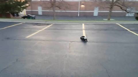 Skunk rescued from McFlurry cup in Chicago suburb