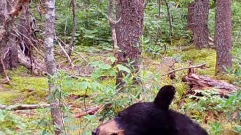 Bear Dances On Broken Branch