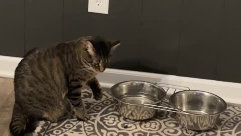 Simba the Cat Drinking From Water Bowl in a Weird Way