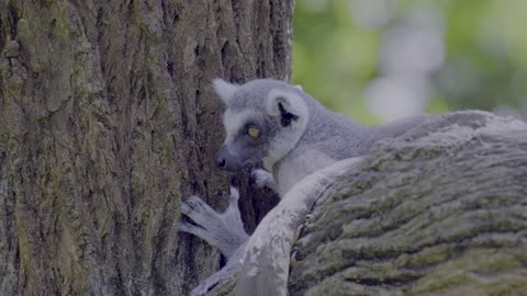 Exploring the Wonders of Nature in 4K Ultra HD