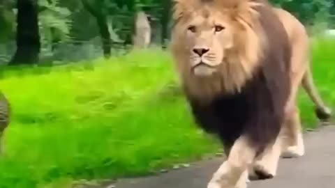 Big male lion walking on road😎