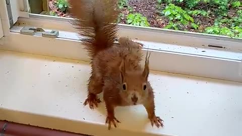 Wild Wet Squirrel Eagerly Accepts Nuts