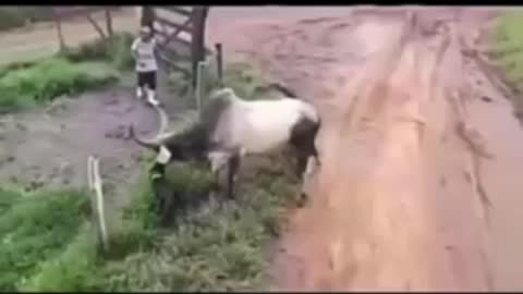 Cow vs dog