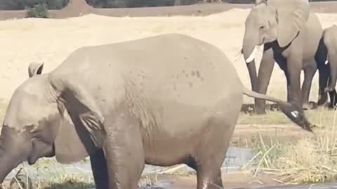 ELEPHANT KILLS CROCODILE