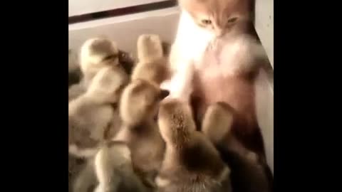 A kitten surrounded by ducks