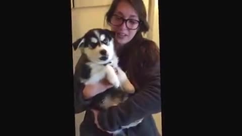 La seria "conversación" de este bebé perruno con su dueña se hace viral